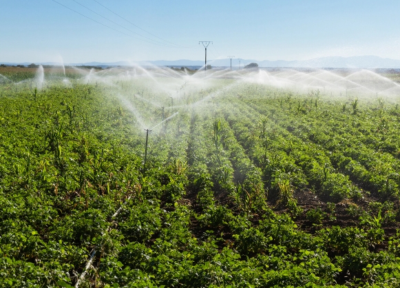 Piped Irrigation Section 2